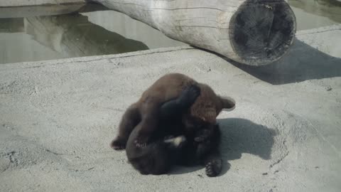 bears at zoo 7