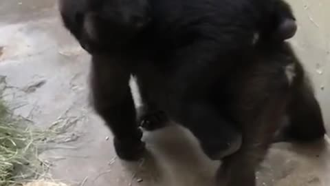 Are these two orangutans father and son? That's so much fun