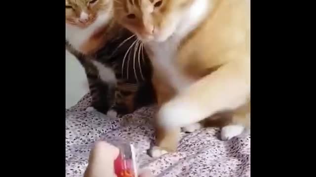 Funniest cat videos #79 - HILARIOUS!