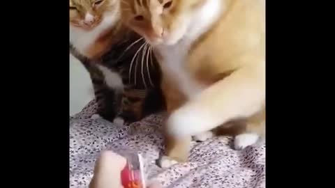 Funniest cat videos #79 - HILARIOUS!