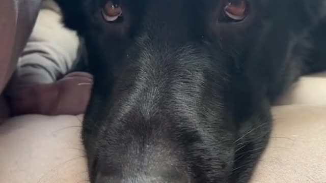 Pretend to be extra sad so mom feels guilty for leaving you home