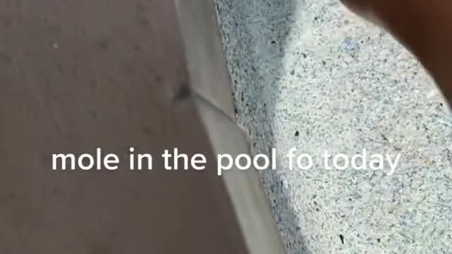 mole in thé pool fo today