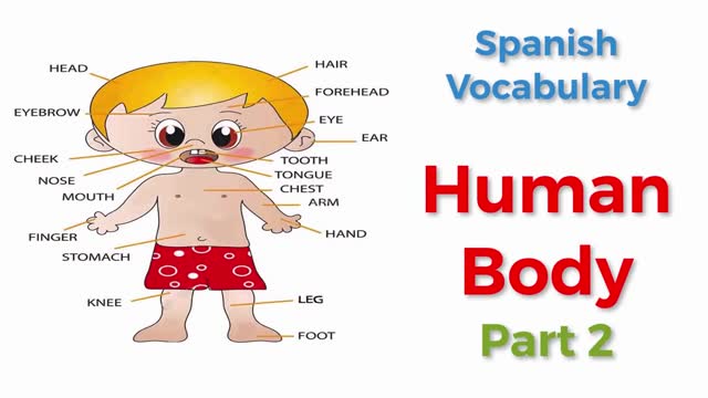 Spanish Vocabulary | Body Partes | Learn Spanish