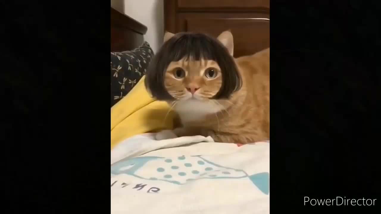 Cute and funny pets/cats and dogs funny videos 🤣😂