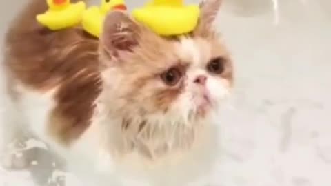 love cat