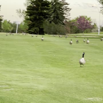 Geese gathered in park