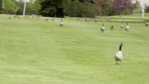 Geese gathered in park