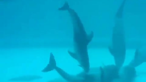 This is a beautiful and charming water-dwelling species