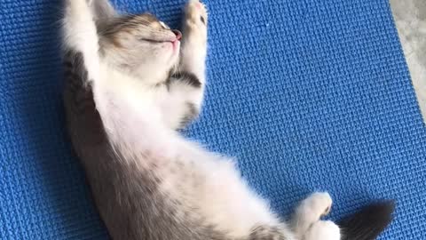 How My Cat Sleep After Eat 😂