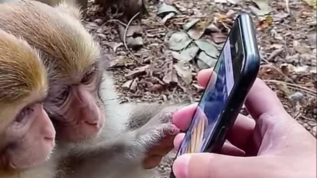 How to animals call with oner iphone how to oner reaction