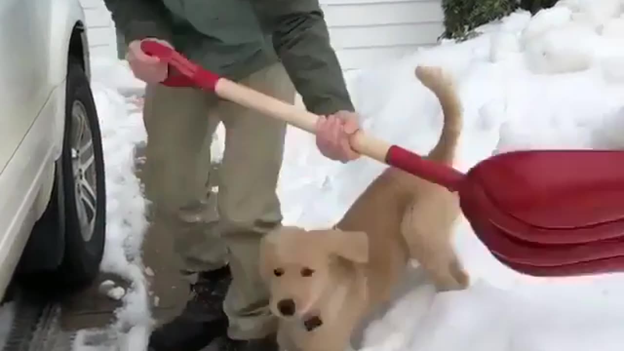 Cute and funny animals