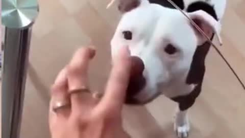 funny and cute dog