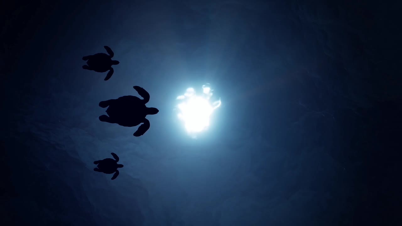 turtle swimming in the sun
