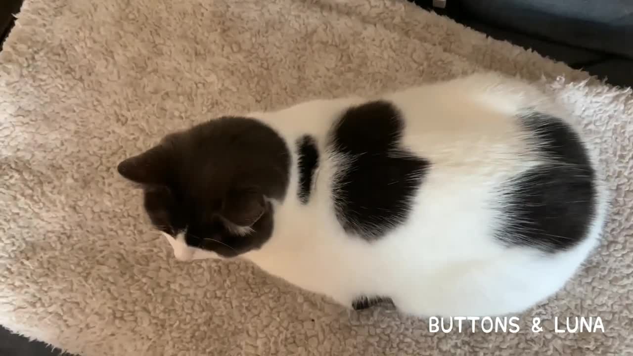 A Warm & Toasty Cat Loaf, Fresh From The Bakery 🐱