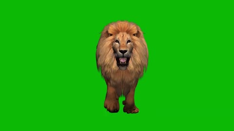 green male lion running animal compound