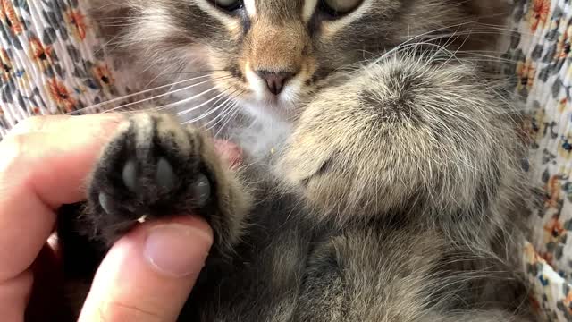 A Person Massaging the Paws of a KittenA Person Massaging the Paws of a Kitten