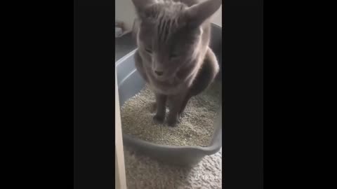 Cat's got rhythm!