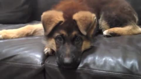 Puppy bites himself learning not to bite