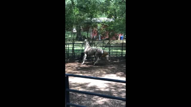 Nervous Mare (horse) just arrive at her new home