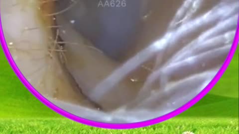 HUGE EAR SKIN RIBBON REMOVAL #02