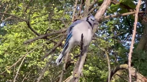 Blue Jay fixated on peanuts in my hand 😂