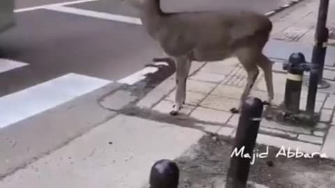 Incredible, Smarter Than Humans #shorts #viral #shortsvideo #video