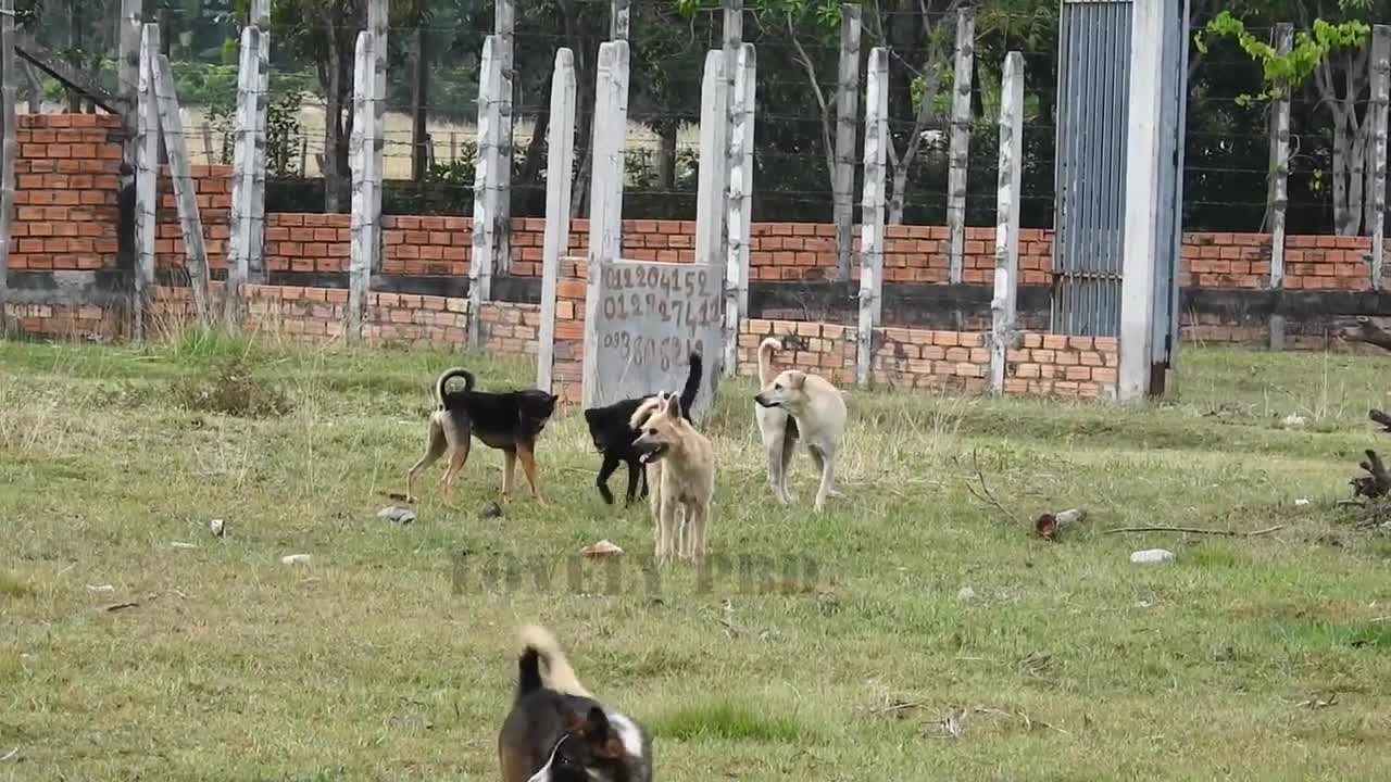 Villagedog!! Black Labrador Retriever Vs German Shepherd Dog Near Home