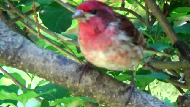 Purple Finch