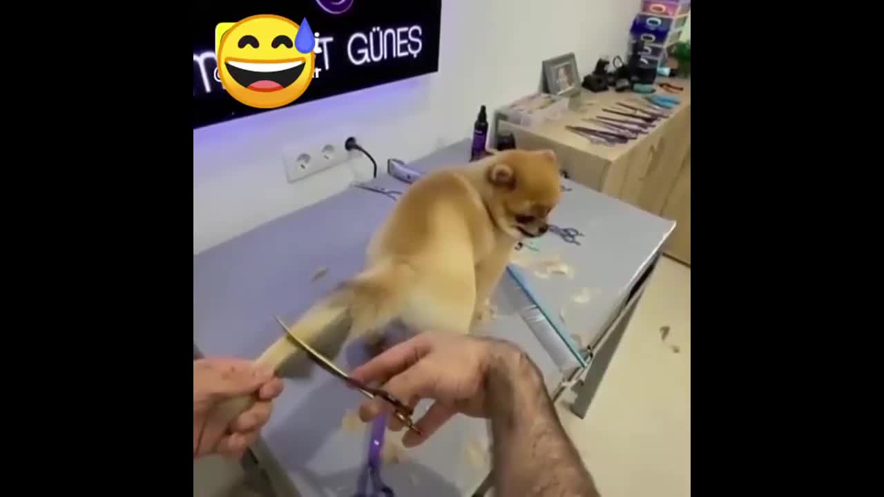 New style dog tail hair cutting