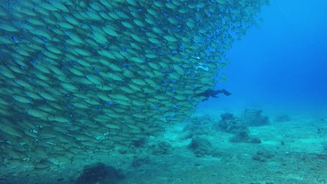 dive close to a huge number of fish, fish migration, sardine run