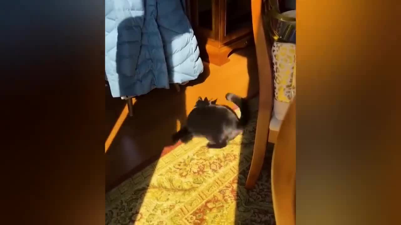 Best Funny Animal Videos 2022 πΆπ΄ - Funniest Dogs And Cats Videos ππ