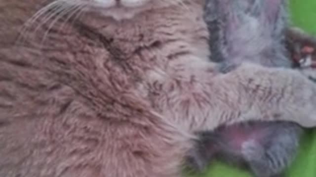 Mother cat adorably hugs & kisses her kitten