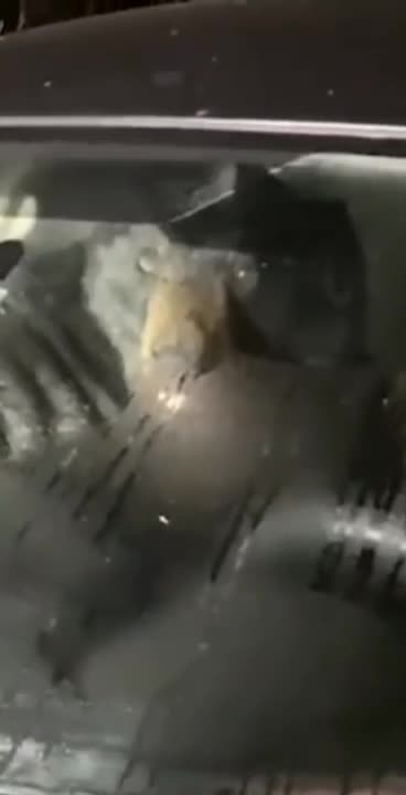 A Connecticut resident found an unsuspecting intruder looking for a ride