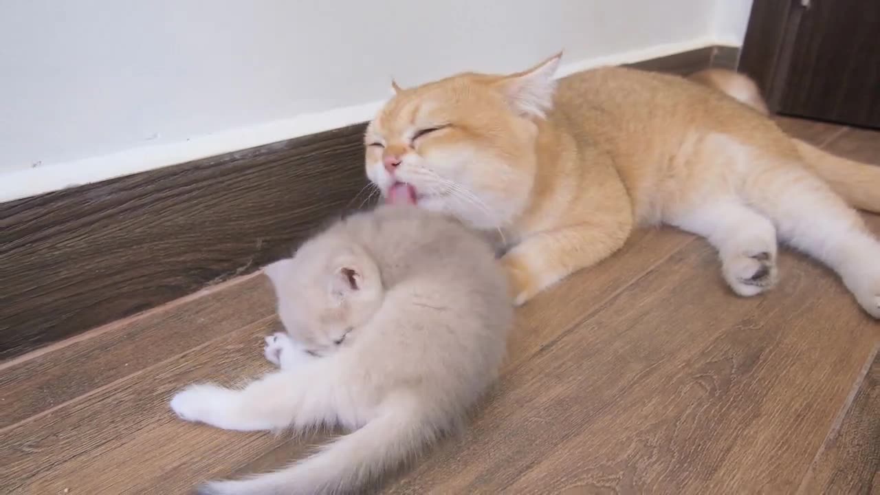 Kitten Donut receives a lot of love from both Dad and Mom Cat