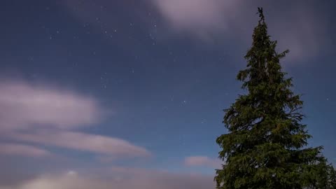 foggy sky during a starry night in forest Forest Copyright Free Videos Royalty Free Stock Videos
