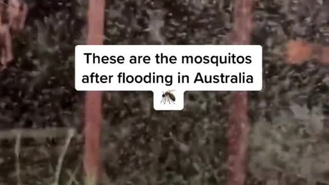 These are the mosquitos after flooding in Australia