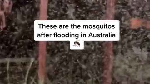 These are the mosquitos after flooding in Australia
