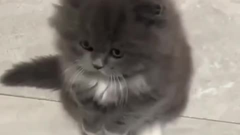 @Funny cat short viral