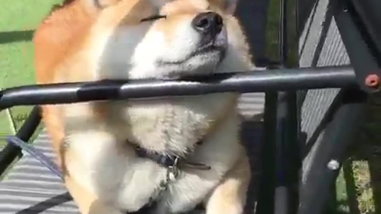 Shiba Inu swaying in the wind