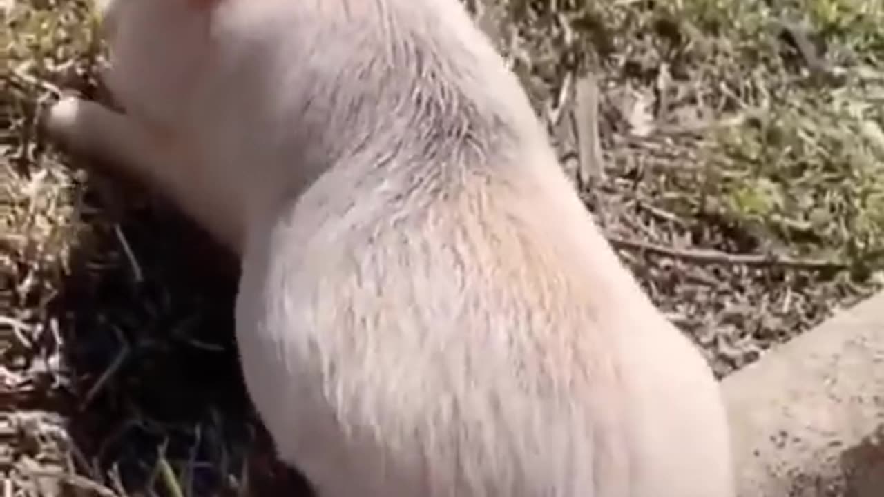 Cutest baby animals Videos Compilation