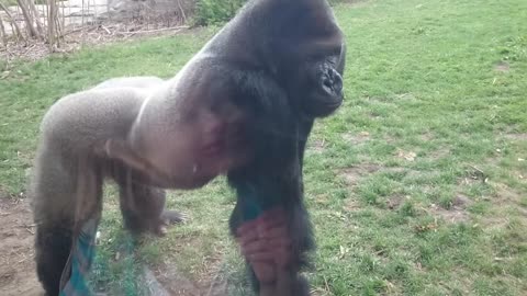 FULL VERSION When a Silverback attacks.