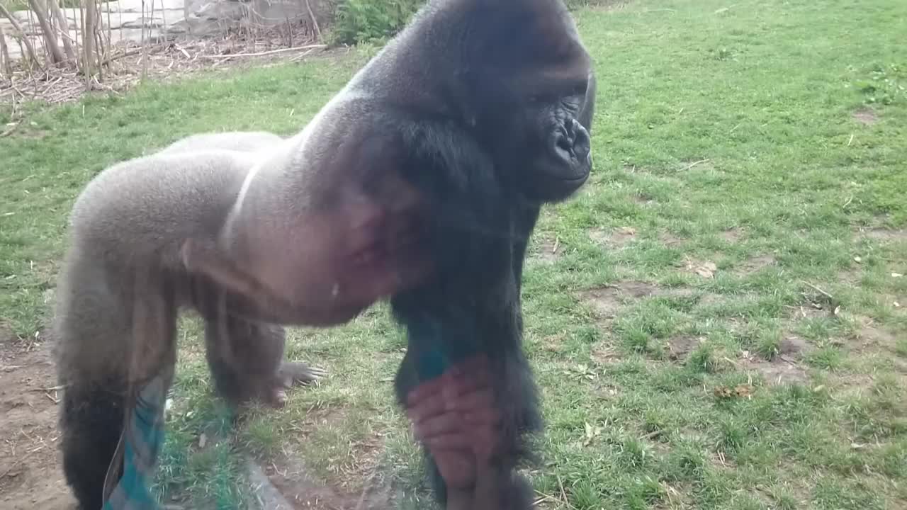 FULL VERSION When a Silverback attacks.