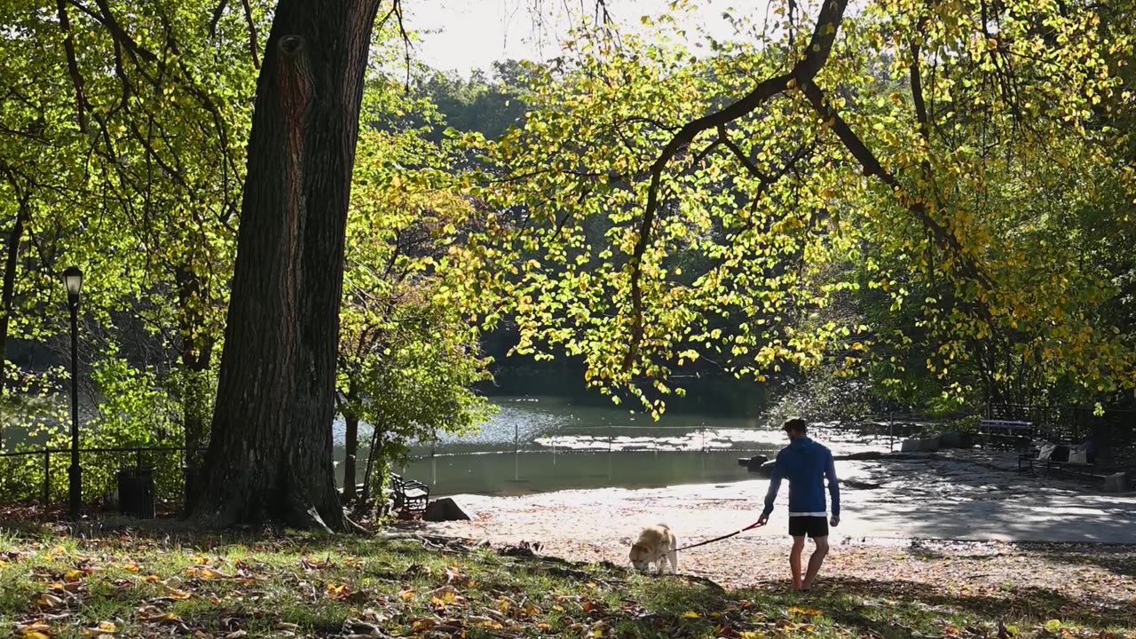 A man is with his dog in fresh air