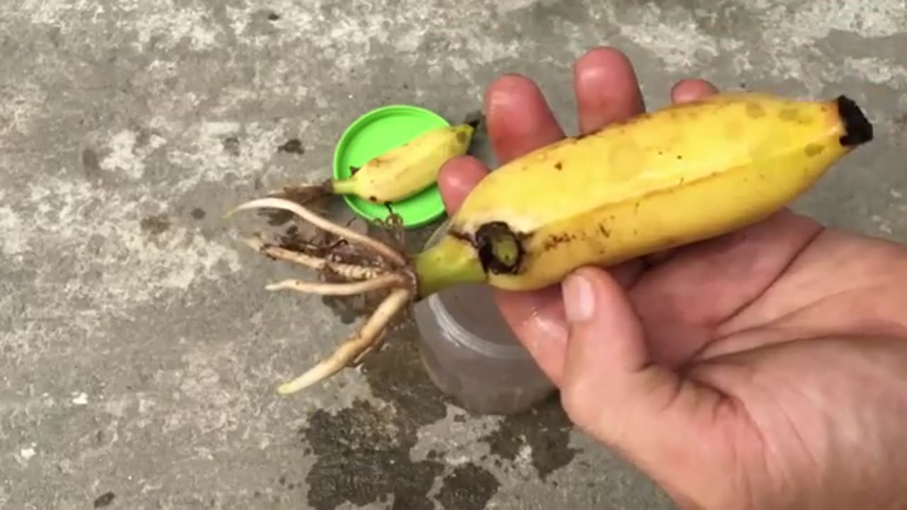 Unique_banana_propagation_technique_using_aloe_vera,_stimulating_the_plant_to_grow_strongly