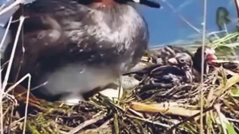 Waterfowl preparing to give birth ❤️ #birth #birds #nature #waterfowl #ajanimals