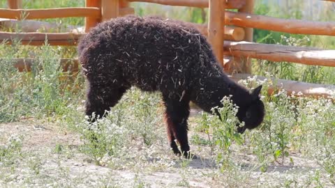 ALPACA