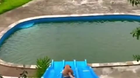 Dogs Water Sliding