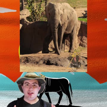 BIG TUSKER ELEPHENTS! | Early Morning Eland 11