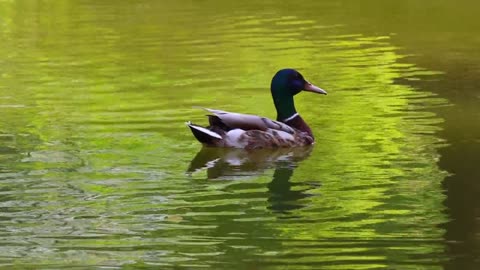 Duck Pond Lake Water Nature Animal Bird