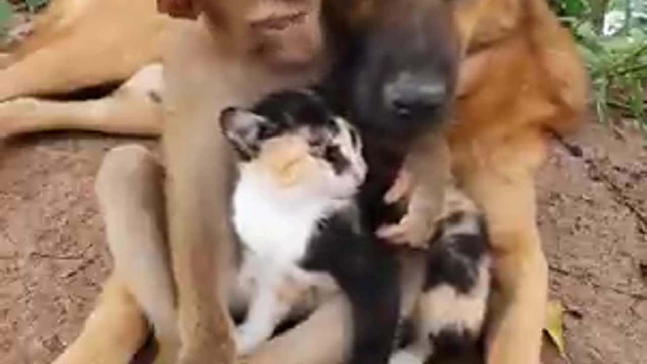 Funny cat 🐈 video dogey 🐶 video friendly